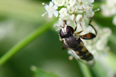 <i>Syritta pipiens</i>