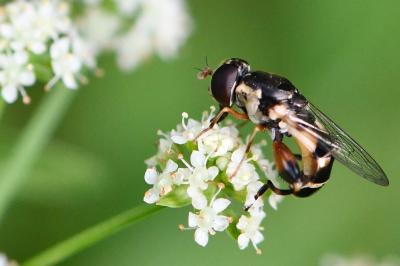 <i>Syritta pipiens</i>
