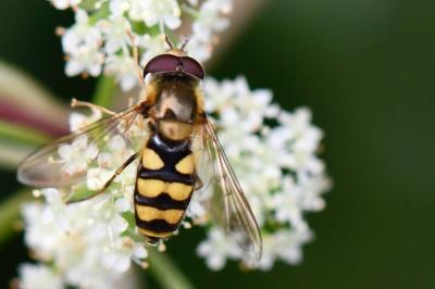 <i>Eupeodes corollae</i>