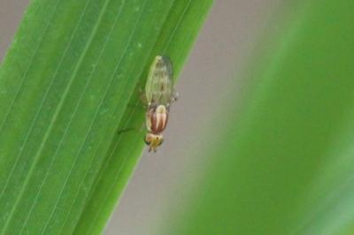 <i>Chlorops</i>