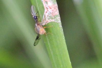 <i>Anomoia purmunda</i>