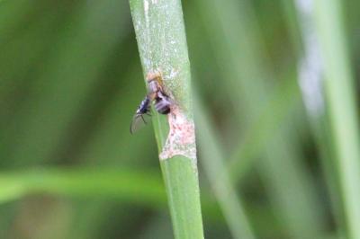 <i>Anomoia purmunda</i>