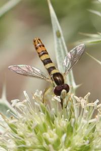 <i>Sphaerophoria scripta</i>