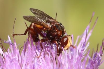 <i>Sicus ferrugineus</i>
