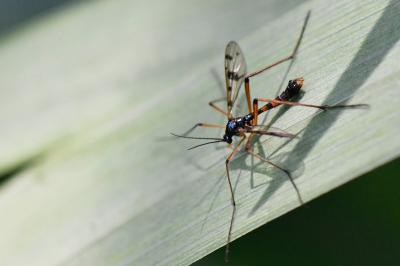 <i>Ptychoptera contaminata</i>