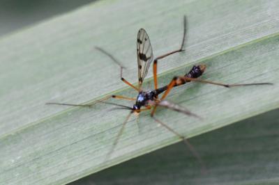<i>Ptychoptera contaminata</i>