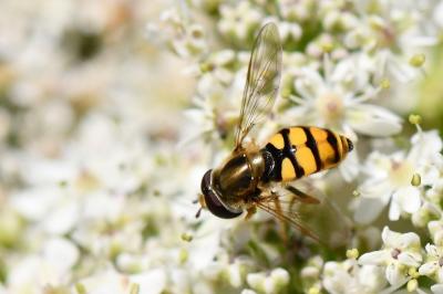 <i>Eupeodes corollae</i>