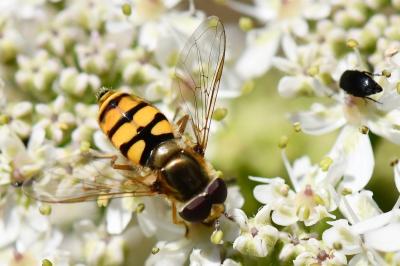 <i>Eupeodes corollae</i>