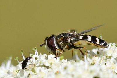 <i>Scaeva pyrastri</i>