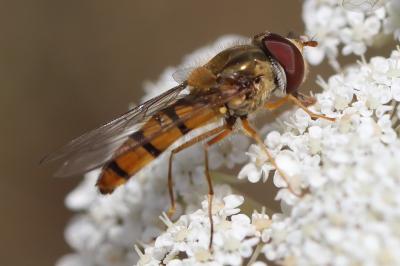 <i>Episyrphus balteatus</i>