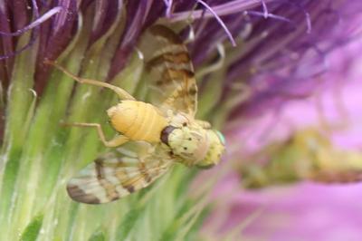 <i>Terellia tussilaginis</i>