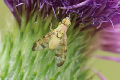 <i>Terellia tussilaginis</i>