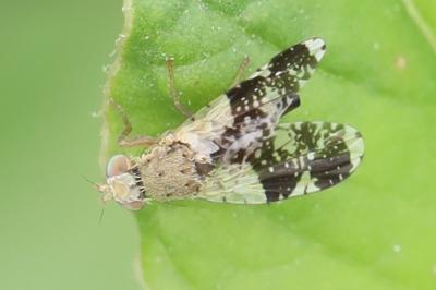 <i>Tephritis formosa</i>