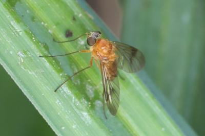 <i>Chrysopilus laetus</i>