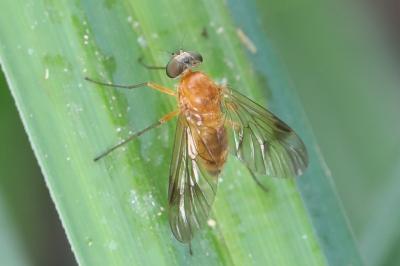 <i>Chrysopilus laetus</i>