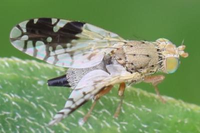 <i>Tephritis divisa</i>