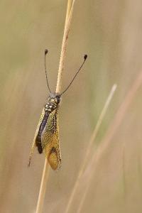 <i>Libelloides longicornis</i>
