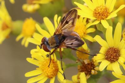 <i>Ectophasia crassipennis</i>