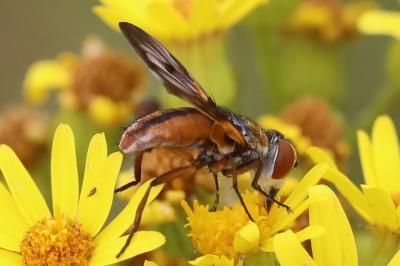 <i>Ectophasia crassipennis</i>