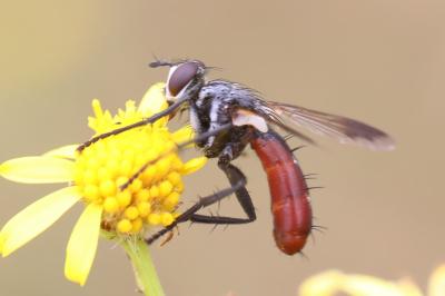 <i>Cylindromyia bicolor</i>