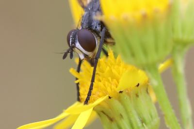 Cylindromyia bicolor