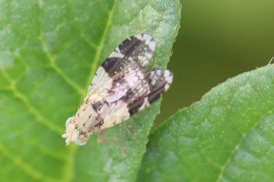 <i>Tephritis formosa</i>