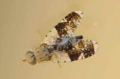 <i>Tephritis formosa</i>