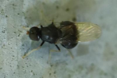 <i>Pachygaster atra</i>