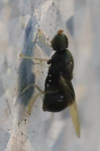 <i>Pachygaster atra</i>