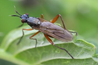 <i>Sepedon sphegea</i>