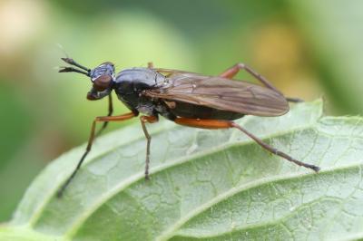 <i>Sepedon sphegea</i>