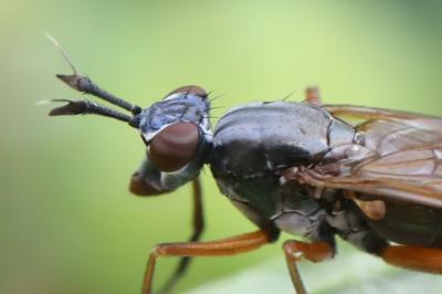 <i>Sepedon sphegea</i>