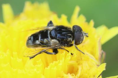 <i>Eristalinus sepulchralis</i>