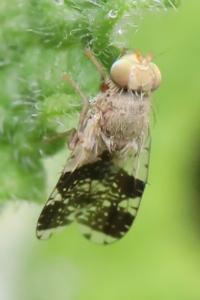<i>Tephritis formosa</i>