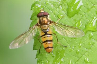 <i>Episyrphus balteatus</i>
