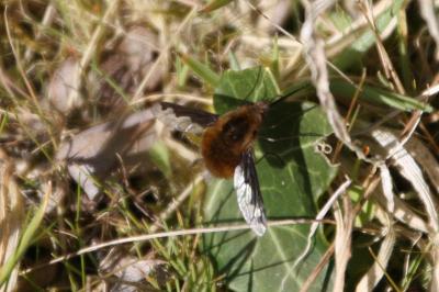 <i>Bombylius major</i>