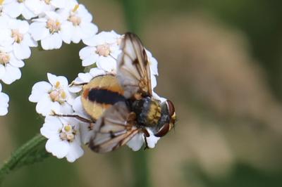 <i>Ectophasia crassipennis</i>