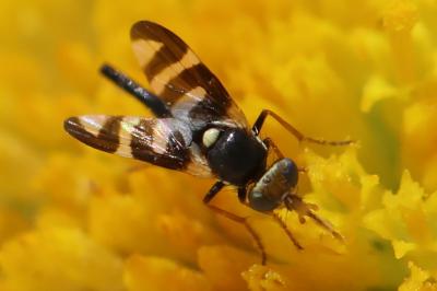 <i>Urophora quadrifasciata</i>