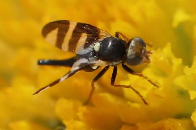 <i>Urophora quadrifasciata</i>