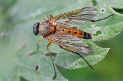 <i>Rhagio tringarius</i>
