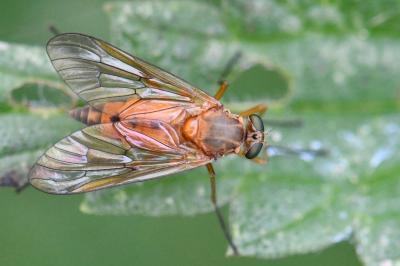 <i>Rhagio tringarius</i>