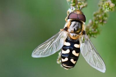 <i>Scaeva pyrastri</i>
