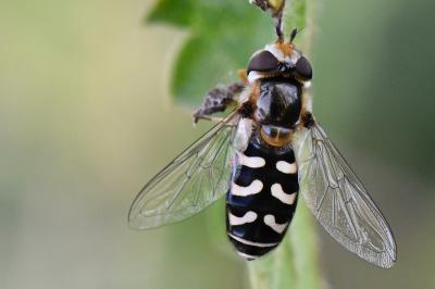 <i>Scaeva pyrastri</i>