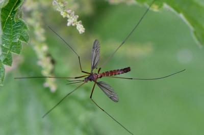 <i>Nigrotipula nigra</i>
