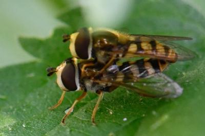 <i>Eupeodes corollae</i>
