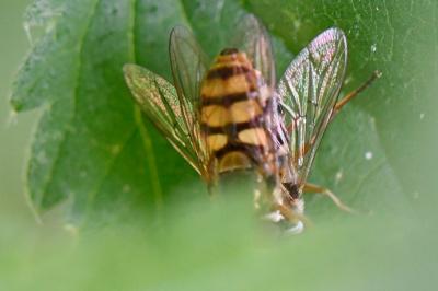 <i>Eupeodes corollae</i>