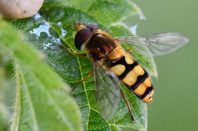 <i>Eupeodes corollae</i>