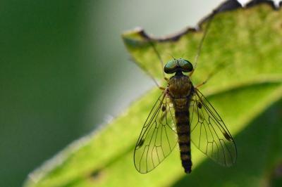 <i>Chrysopilus asiliformis</i>