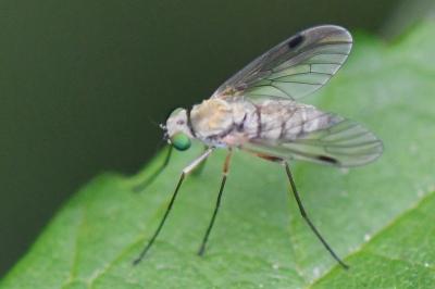<i>Chrysopilus asiliformis</i>