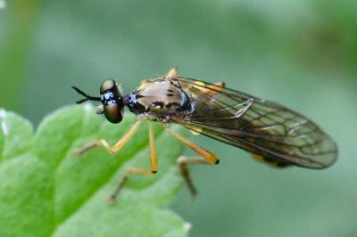 <i>Dioctria linearis</i>